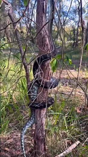 “Peaceful Snakes in Their Natural Habitat 🐍✨ So Calming to Watch!”