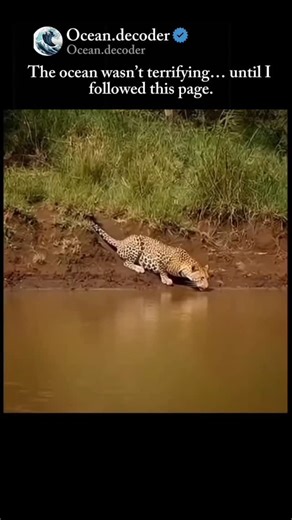 Ocean on Instagram: "The jaguar (Panthera onca) is the apex predator of the Americas, built not for speed alone, but for unmatched bite power and precision. A fully grown male can measure up to 6.5 feet in body length, stand nearly 3 feet at the shoulder, and weigh 220-250+ pounds, making it the heaviest big cat in the Western Hemisphere. Compact, muscular, and brutally efficient- every inch is designed for domination. Unlike other big cats that suffocate their prey, the jaguar kills with a sing