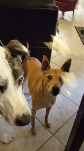 Dogs Love Their Popcorn! #funnydogs #greatdane #carolinadog #dog #dogs #pets #pet #animals #funny