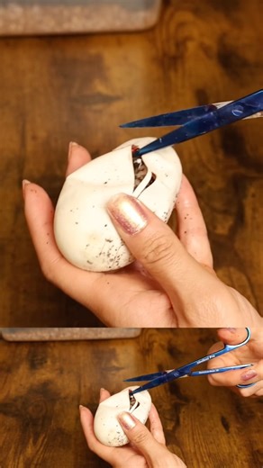 WILD Ball Python EGG CUTTING | #snake #ballpython #reptiles