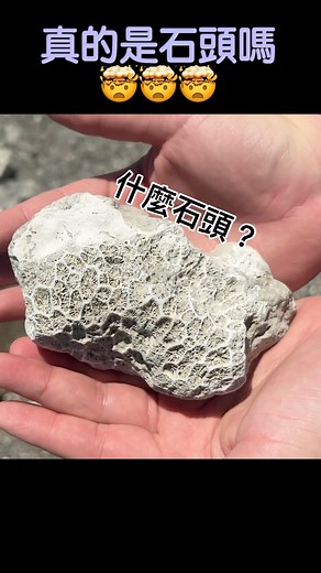Jimmy, The Taiwan Rock Guy on Instagram: "你知道這是什麼石頭嗎？#花蓮 #珊瑚 #石灰岩 #石梯坪 #生態環境 #保育 #教育 #taiwanrockguy"