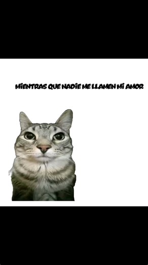 Blox Fruits: Humor y Pertenencia en Roblox