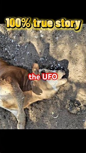 No A.I. Raised in the heart of the ufo cattle mutilation phenomenon