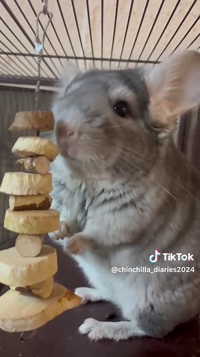 Chinchilla Sounds - Mow Mow Crying for Attention and Love