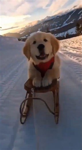 Cute dog riding a sled