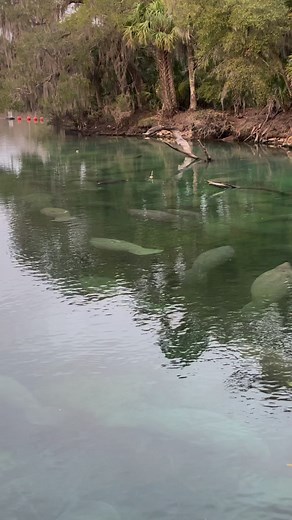 There were over 400 manatees here today 👍🏻 Such cool gentle creatures. #travel #florida #manatee #rvlife #rv #reeloftheday | Jeb Corliss