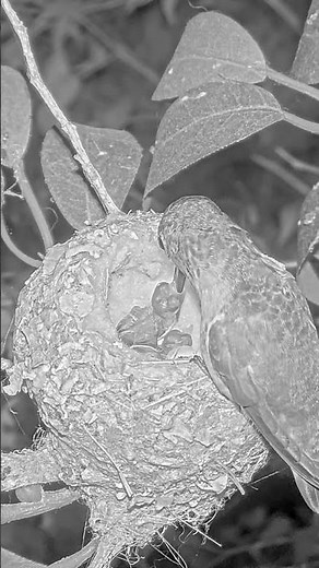 WOW! First Look & First Feeding of a Just-Hatched Hummingbird Chick 2 💛 #babyhummingbirds #nest
