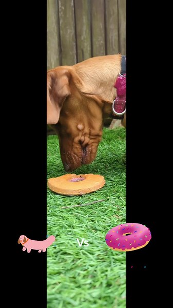 #minidashund #puppy #matilda #dashshund #fyp