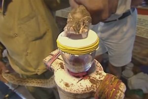 Viper Venom Turns Human Blood Into Gelatin