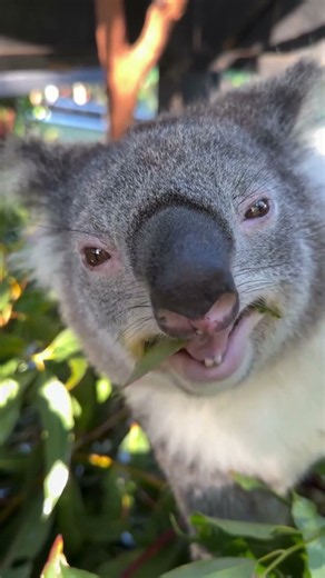 Happy Koala Munching Eucalyptus Leaves | Amazing Australian Wildlife