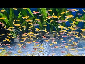 Danio - Assorted Fish - Aquarium - Fish - Sleep, Study, Meditate, Relax