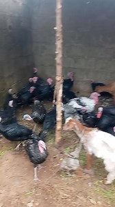 36K views · 907 reactions | Sai yaushe zaka fara kiwon talotalo 﫡 | Muhammad Tsaure | Facebook