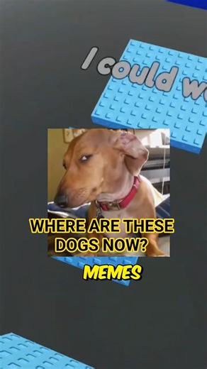 WHERE ARE THESE DOG MEMES NOW” #roblox #robloxrant #rblx #relatable #robloxshorts