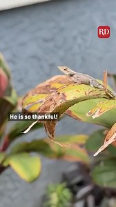 20K views · 207 reactions | This woman freed a lizard stuck in paint! | Reader's Digest | Facebook