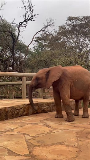 Shujaa’s gluttonous little detours always make us laugh. While the rest of the Nursery herd gathers for their morning browsing session, he prefers to dine privately atop the platform. Of course, what goes up must come down! At just two years old, Shujaa is a small fry and his squat legs aren’t quite made for stairs. Undeterred, he bravely forges ahead — with a dramatic trunk flourish to celebrate reaching solid ground, no less. Shujaa was rescued during the 2022 drought. As darkness fell, touris