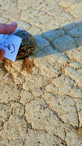 124K views · 6.2K reactions | Turtle done pissed his britches! #UnhingedRancher #EatBeef #TurtleChasin #Rancher | The Unhinged Rancher | Facebook