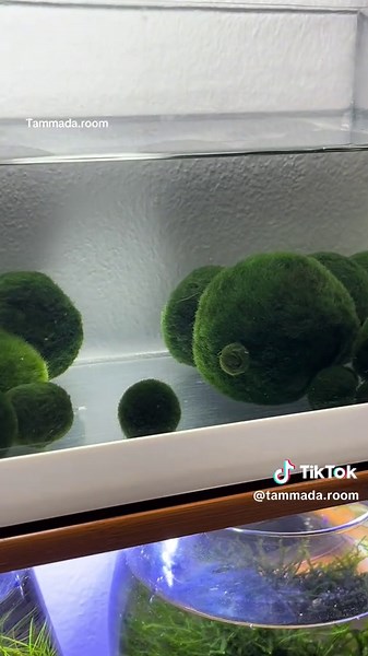 Caring for Marimo Moss Balls: Tips and Tricks