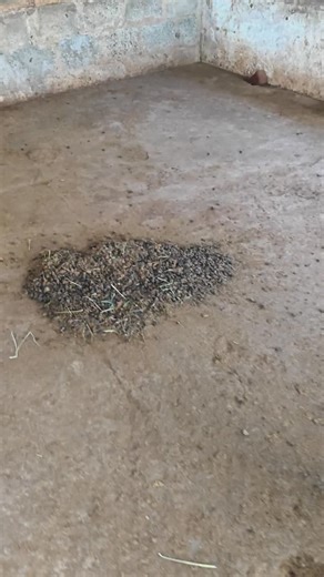 Step 1 : How goat dung is being collected for first layer filtering. We can deliver for free if you order 10kgs and above. Contact us for your order : 7708400675 #goatmanure #manure #OrganicFertilizer #GoatDungManure | Madurai Aatu Pannai - மதுரை ஆட்டுப் பண்ணை