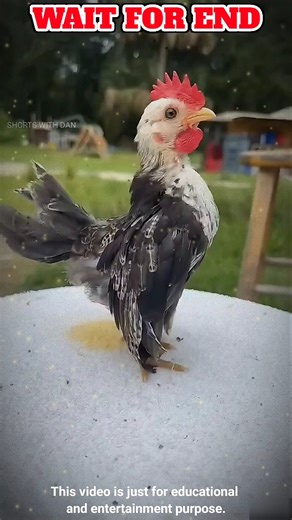 World’s Smallest Chicken with the Biggest Attitude!