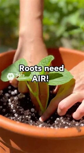 🛑 Potted Cucumbers Dying? You are missing THIS! 🥒🪴 #gardentips #shorts