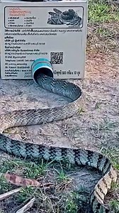 Timeless Tricks and Skillful Hands Behind Snake Trapping
