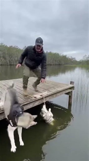 Husky Falls Near Alligators and Gets Rescued #shorts