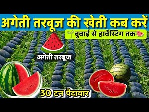 अगेती तरबूज की खेती कब और कैसे करें | Early Watermelon Farming Complete Guide 2026