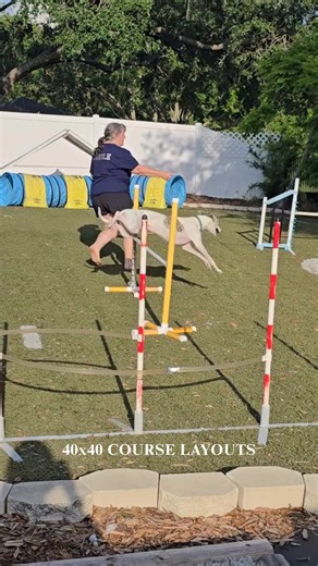 1.1K views | Train agility with online friends in the Clean Run Learning Center! #dogagility #dogagilitycourse #dogagilitytraining | Clean Run | Facebook