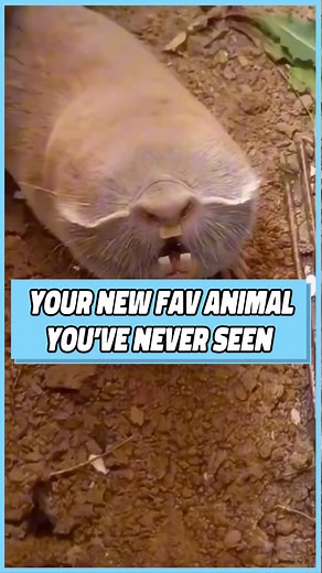 758K views · 10K reactions | Why do I want one now?  ©️ costicacrvO #rat #rats #reaction #wildlife #comedy #humor | Dustin Poynter | Facebook