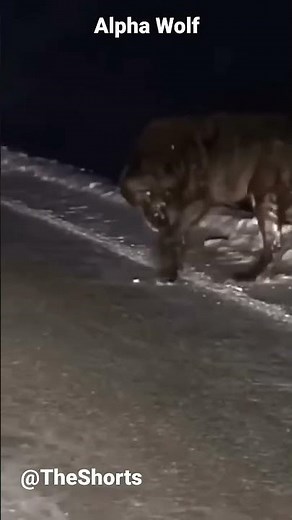 Dangerous Black Alpha Wolf Walking Alone #wolf #animals #wildlife