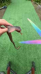 Python Floods My Garden With Epic Chaos