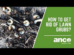 How Do You Get Rid Of Lawn Grubs - Anco Turf