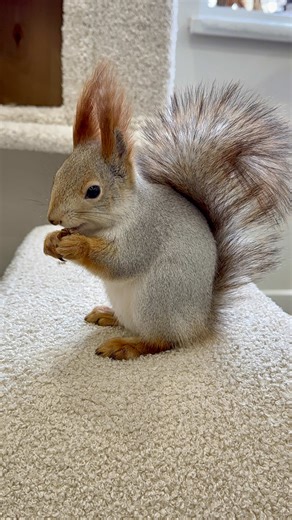 Running to Grab Some Nuts