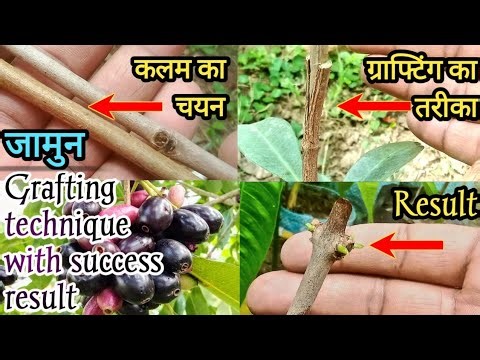 Jamun Grafting Technique with 100% Success Result
