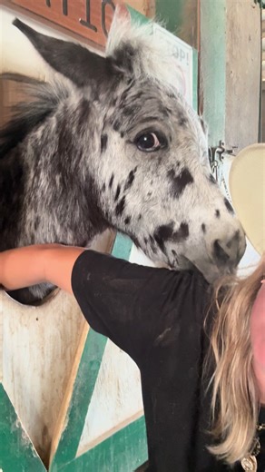 Understanding the Differences Between Mules and Donkeys