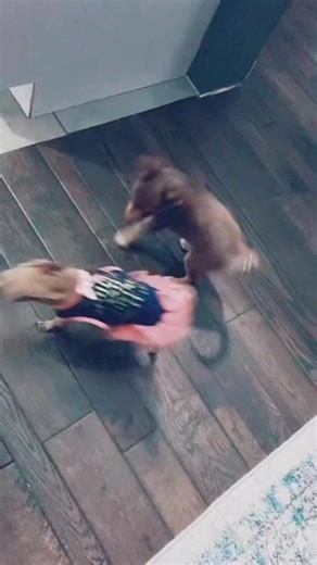 Little chihuahuas fighting over the dress! #puppylove #chihuahua #doglife #cute #funnyvideos #funnyreels #fbreelsfypシ゚viral #humor #dog #puppies #fypシ | The chihuahua family