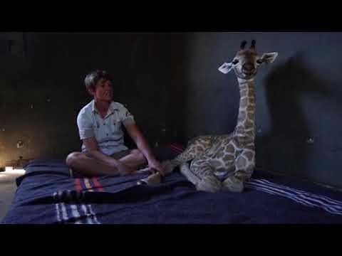 Video Extra: Baby giraffe and dog are friends