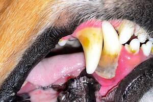 Home Remedies for Dog Tooth Infection