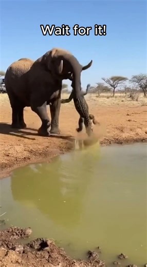 🐊😱 Crocodile Attacks — Elephant Mother Unleashed
