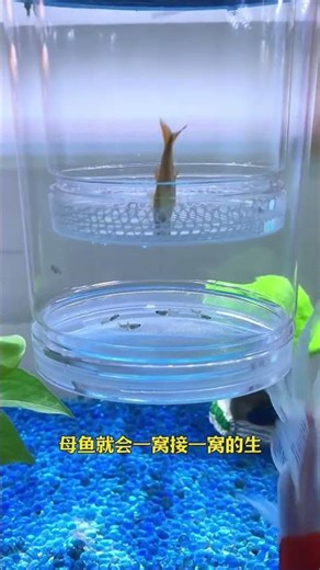 Fish tank breeding box, beautiful and practical #breedingbox #fishkeeping