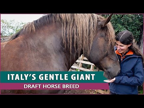 Riding the Italian Heavy Draft Horse (CAITPR)