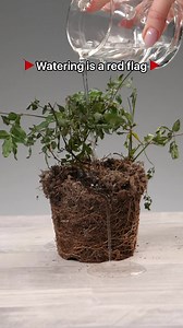 📸🍂 Discover the world of plants! Snap, identify, and learn on the go. 🌿 | Plantum - AI Plant Identifier