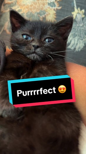 Relaxing Cat Purring Sounds for Stress Relief | Dwarf Cat Tuesday