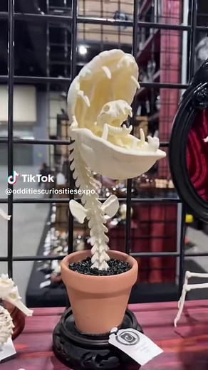 Exploring the Latest Oddities at the Expo