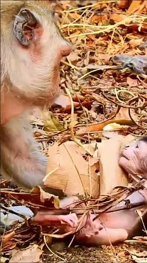 Monkey species: Baby monkeys explore, but their mother is always there to protect them.