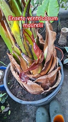 Ensete ventricosum Maurelii is finishing its life cycle and has sprouted an offshoot.