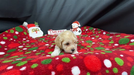 Havapoo puppy for sale