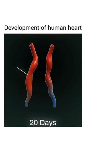 𝗠𝗲𝗱𝗶𝗰𝗮𝗹_𝗦𝗰𝗶𝗲𝗻𝗰𝗲𝘀_𝗞𝗶𝗻𝗴_𝟭 👑🥇 on Instagram: "🫀 Development of the Human Heart (Embryology Overview) 1. Origin The heart is the first functional organ to develop in the embryo. It starts developing during the third week of intrauterine life from the mesoderm (splanchnic layer) of the cardiogenic area. 2. Formation of the Heart Tube Two endocardial tubes form on either side of the embryonic midline. These tubes fuse to form a single primitive heart tube. The heart tube is initi