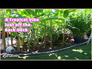 Growing Banana Plants in Zone 7 | Volunteer Gardener