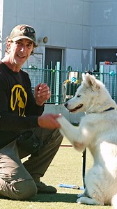 3.4K views · 435 reactions | Matrix is a spectacular Husky/Malamute/Eskimo? Mix. An awesome dog, less than 2 years old. Available at: West LA Shelter 11361 W Pico Blvd LA, CA 90064 He is spectacular! #shelterdog #rescuedogsofinstagram #doglover #eskimodog #malamute #husky #whitedog | Robert Cabral | Facebook